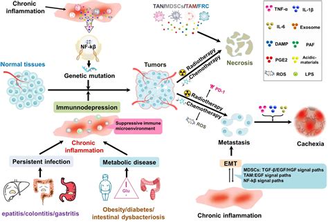 Frontiers Tumor Accomplice T Cell Exhaustion Induced By Chronic