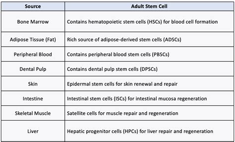 Which Is A Source Of Adult Stem Cells Quizlet