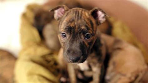 Brindle Boxer Pitbull Mix Puppies Hot Sale Danzhao Cc