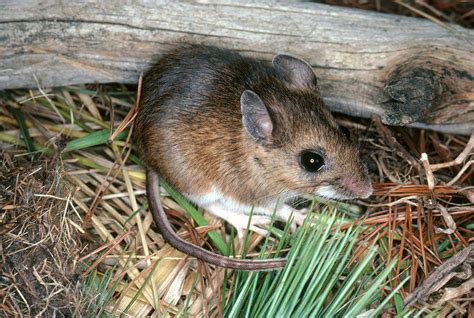 White-footed Mouse Photograph by Millard H. Sharp - Pixels