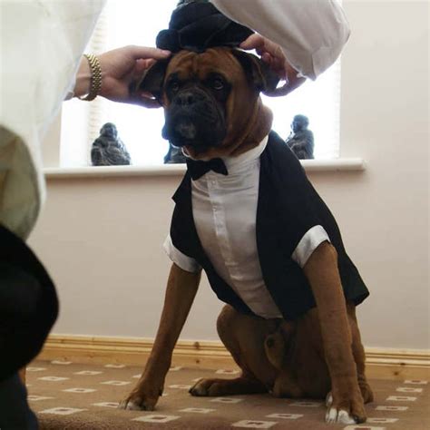 35 Adorable Pictures Of Dogs Wearing People Clothes