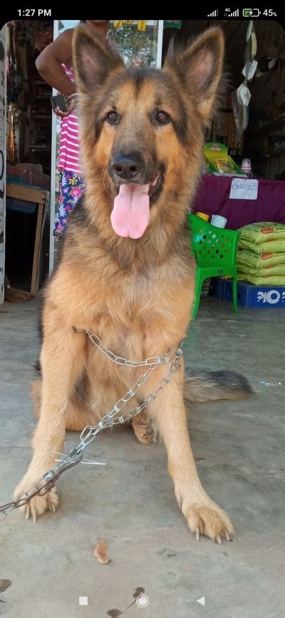 German Shepherd Crossing In Sri Lanka Siyalumalk