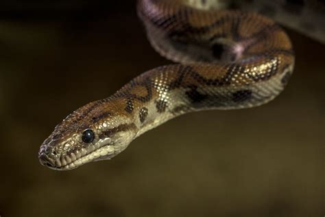 Brown and Black Snake in Close Up Photography · Free Stock Photo