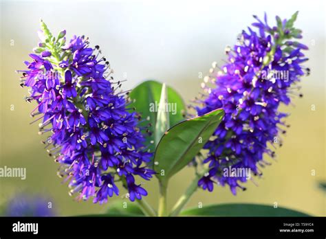 Purple Hebe Flowers Hi Res Stock Photography And Images Alamy