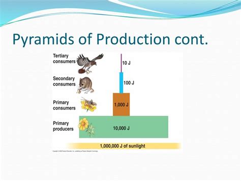 Ecological Pyramid - PowerPoint Slides - LearnPick India