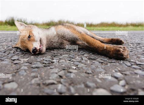 Dead Fox Roadkill On A Rural Road Stock Photo Alamy