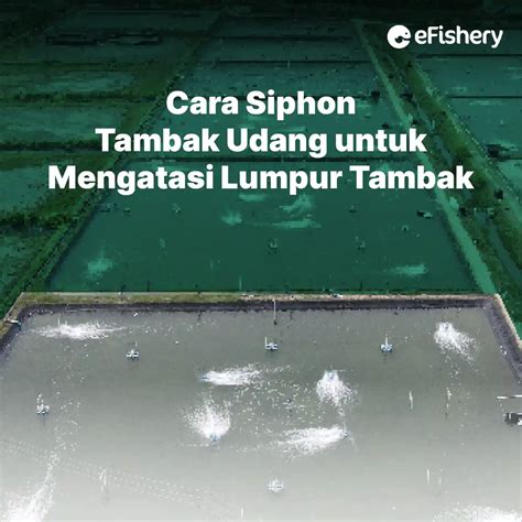 Cara Siphon Tambak Udang Untuk Mengatasi Lumpur Tambak