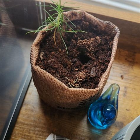 When and Where Should I Trim My Eastern White Pine?