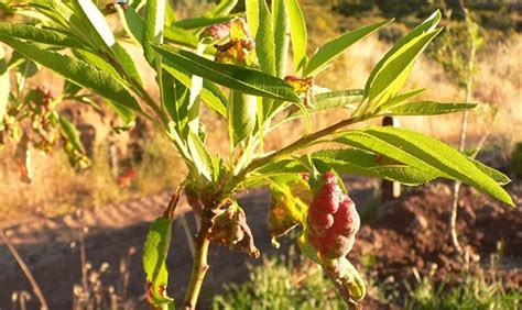 Enfermedades Del Almendro S Ntomas Y Tratamientos