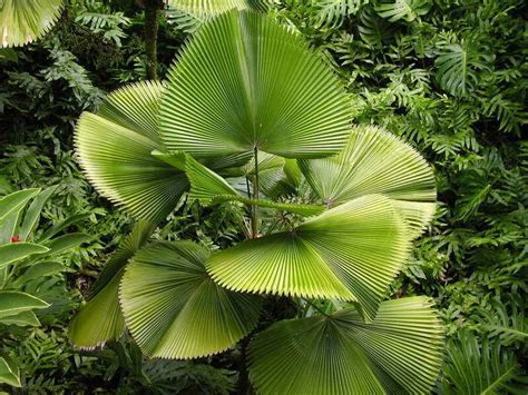 Licuala Grandis Pritchardia Grandis Ruffled Fan Palm Vanuatu Fan