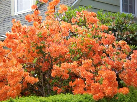 Coral For Spring