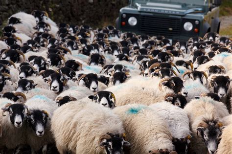 Sheep And Car Free Stock Photo Public Domain Pictures