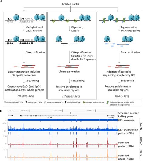 Chromatin Accessibility Assays A Nome Seq Left Isolated Nuclei