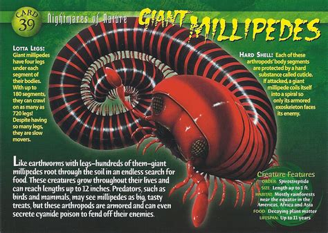 african giant millipede lifespan - vannuysdistrictattorney