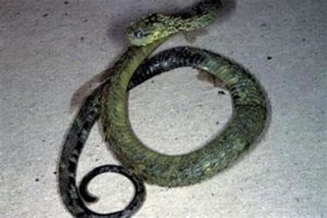 Atheris Acuminata Vip Re Des Buissons Acumin E Viperidae Serpent