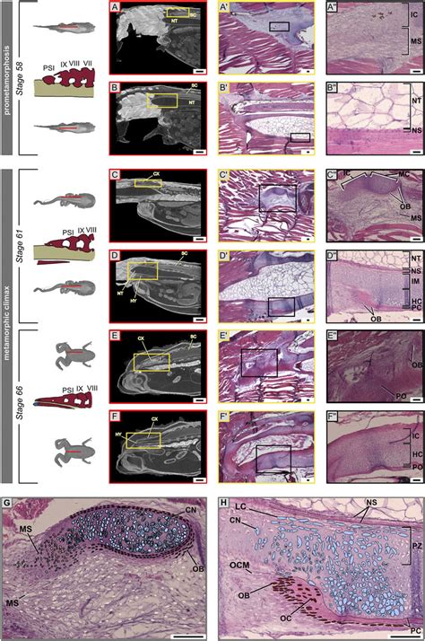 Chondrocyte Osteocyte Differentiation During Urostyle Formation A H