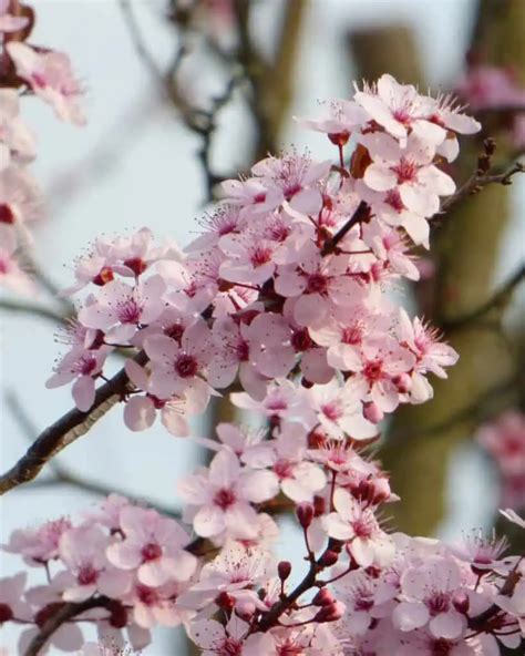 Zone 3 Flowering Trees 9 Stunning Cold Hardy Ornamentals