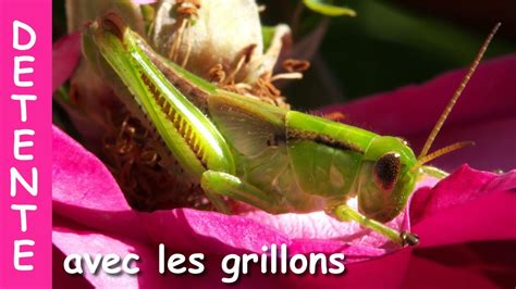 Chant Des Grillons Ecouter Le Bruit Du Grillon Dans Une For T Pour