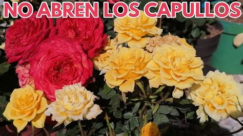 Por Que No Abren Los Capullos De Las Rosas Chuyito Jardinero YouTube