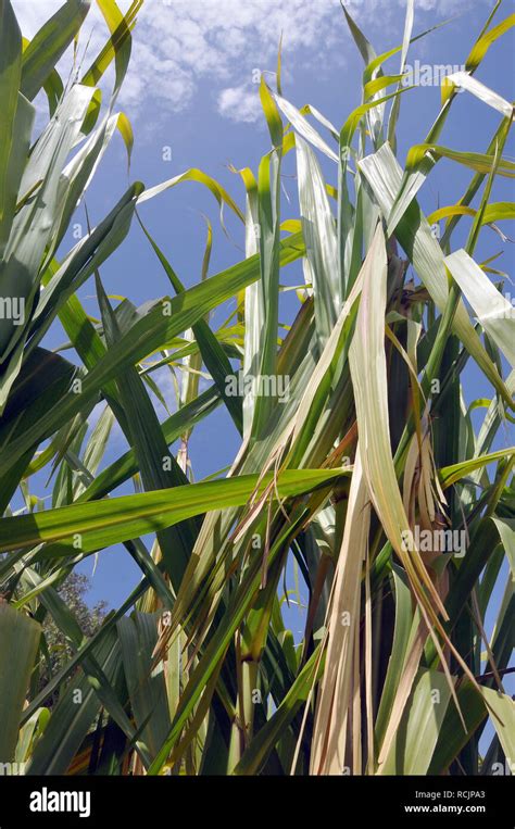 Sugar Cane Zuckerrohr Cukorn D Saccharum Officinarum Stock Photo Alamy