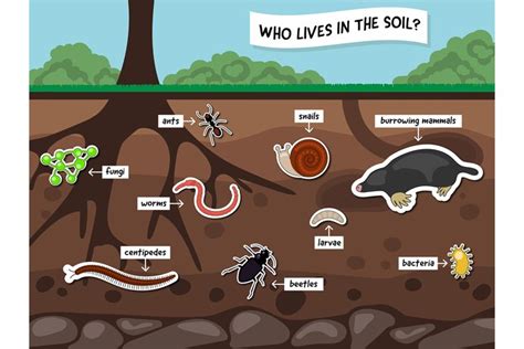 Soil Organisms Vector and PNG Illustrations