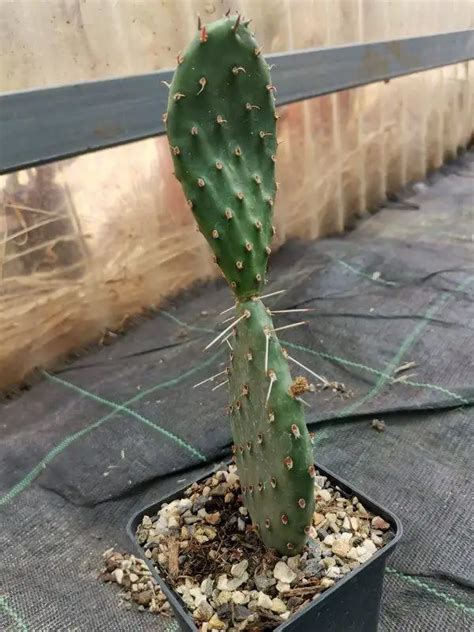 Opuntia Phaeacantha V Camanchica Cv Salmonea Richter Siracactus