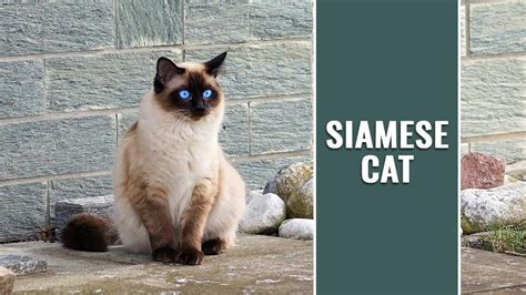 Siamese Cat Breed Information Petmoo