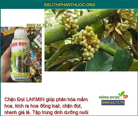 Chặn Đọt Lakmin Ức Chế Đọt Non Già Đọt Kích Ra Hoa Phân Hóa Mầm Hoa