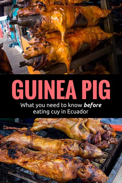 How to Eat Guinea Pig: Cuy in Ecuador - Bacon is Magic