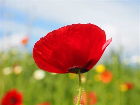 Free Picture Flora Summer Nature Field Poppy Flower Garden Blossom