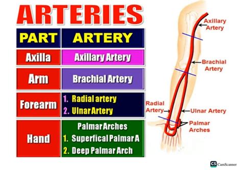 SOLUTION Axillary Artery And Brachial Artery Studypool