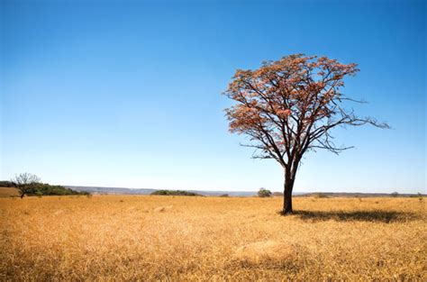 Conhe A A Biodiversidade E Os Desafios Do Cerrado Artery Eventos De