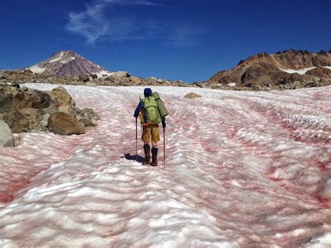 {UAH} Watermelon Snow | Sierra Nevada Mountains California ~ Ugandans ...