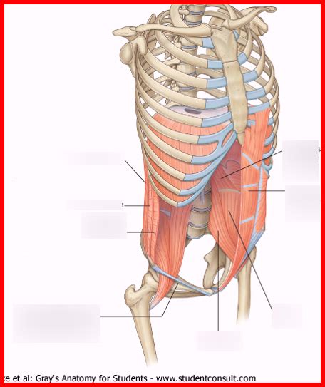 Unit Abdomen Diagram Quizlet