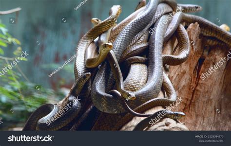 14,034 Snakes of india Images, Stock Photos & Vectors | Shutterstock