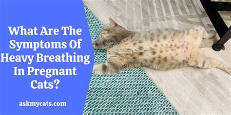 Pregnant Cat Breathing Fast: Is It Normal?