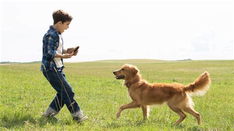 A Dog's Purpose (2017) - Backdrops — The Movie Database (TMDB)