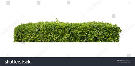 Green Bush Isolated On White Background Stock Photo