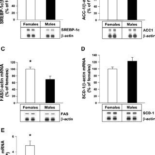 Hepatic MRNA Expression Of Sterol Regulatory Element Binding Protein 1c