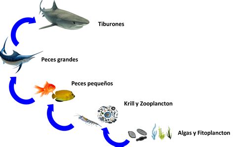 Imagen De Cadena Alimentaria Acuatica Imagui