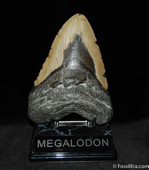 Massive Inch Megalodon Tooth For Sale Fossilera