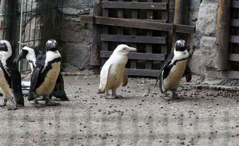 Rare All-White Penguin Makes Appearance At Zoo