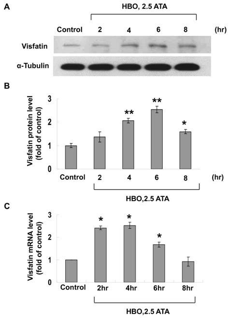 Hbo Increases Visfatin Protein And Mrna Expression In A Time Dependent