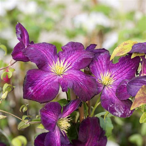 Kostenloser Versand Clematis Waldrebe Jackmanii Purpurea Luberaat