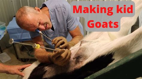 Laparoscopic Artificial Insemination Of Kiko Goats Homestead