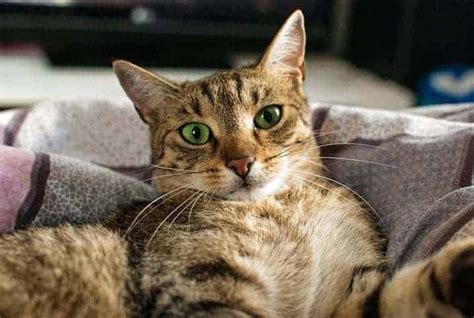 Gato pode tomar suco de maracujá Saiba aqui Petz