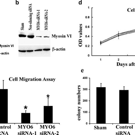 TMA Analysis Of Myosin VI A Confirmation Of Antibody Specificity