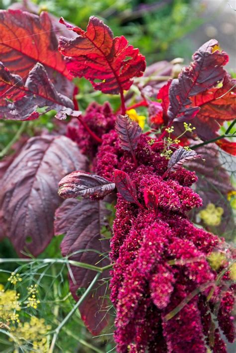 Vil du dyrke spiselige blomster i haven og køkkenhaven er disse