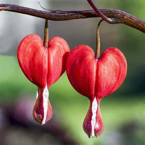 Flowers That Look Like Bleeding Hearts