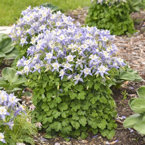 Aquilegia Caerulea Kirigami Light Blue White Perennial Resource